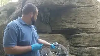 Ring Tailed Lemurs (video for Cincinnati Zoo)
