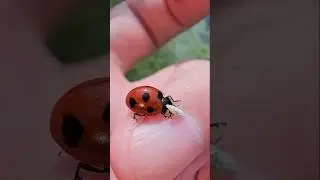 Larva's Reality, Yellow eaten by ladybug! #insects #larva #ladybug