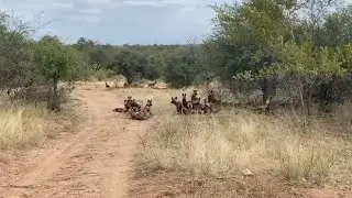 Wild dogs sleeping and a lion comes out of nowhere