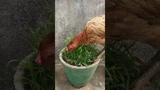 Hen eating grass #telugushorts #shorts