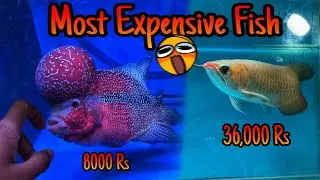 Exotic Aquarium Fishes That’ll Blow Your Mind (₹5 Lakh and Up!)