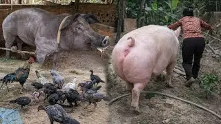 How to Raise Pigs and Chickens Naturally in the Countryside