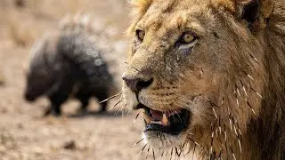 Lion Pride Attacks Porcupine &ndash; The Alpha Male Retreats Crying | Animal Fights