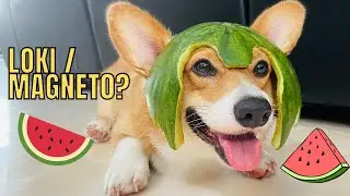 Shinji The Corgi With His Watermelon