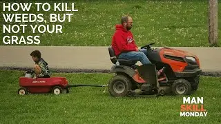Dandelion killer