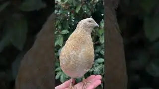 Male quail call #shorts #trending