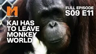 It's Time For Orang-utan Kai To Leave | Season 9 Episode 11 | Full Episode | Monkey Life