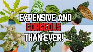 25 Rare Houseplants That Are More Expensive & Gorgeous Than Ever in 2025!