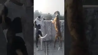 Bella Shaka Pakistani bully dog 🐕