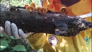 Apicultor encontr&oacute; hongos silvestres