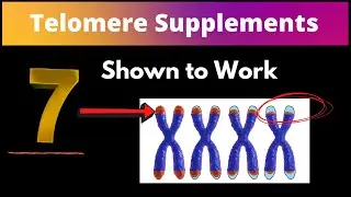 Telomere Supplements: Which Ones Really Work?
