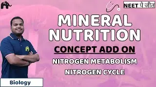 Mineral Nutrition Class 11 NEET | Nitrogen Metabolism, cycle, Nitrification, Ammonification Biology