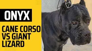 CANE CORSO VS GIANT LIZARD