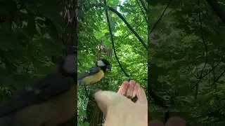 Знакомая синичка и незнакомая 🐦🐦 A familiar titmouse and an unfamiliar one