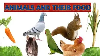 Learn Animals and their Favourite food /Animals Eating Habits - Animal for  kids Educational video