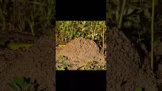 Timelapse of a Fire Ant Hill Destroyed by Rain Then Rebuilt #shorts