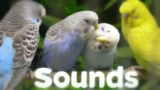 Pet Shop sounds | Budgies