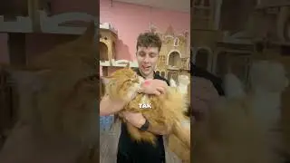 zamek zwierząt w Tajlandii  #asiatravel #thailandvlog #pets #dogs #cats