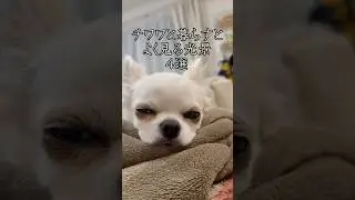 チワワと暮らすとよく見る光景4選#あるある #犬のいる生活