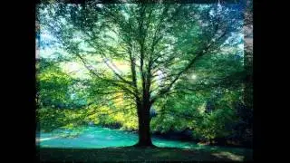 LP Trees