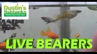 Loving Live Bearers