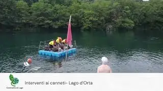 Salvaguardia dei canneti del lago d'Orta - Posa delle fascine Short