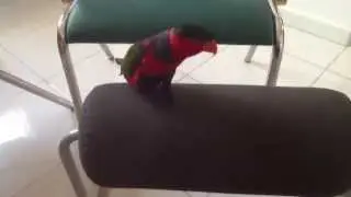 Black cap lory play...part 1