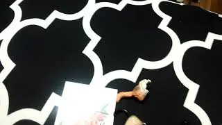 Cat butt magnets vlog.