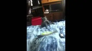 Kitten Falling Off Bed :')