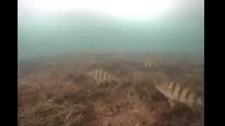 Perch School