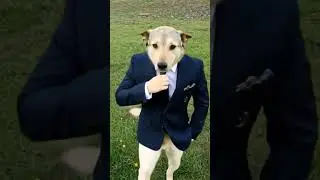 #dog #DapperDog#StylishDog