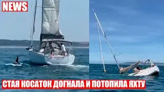 Косатки потопили туристическую яхту у берегов Португалии
