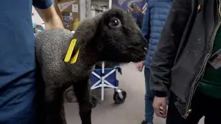 Future Farmers of America Showcasing Rural Lifestyle at Douglas County High School