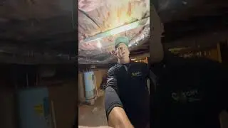 Flying Termites VS Flying Ants #pestcontrol