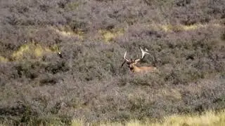 Amazing old Bull Elk with a huge drop tyne pre rut 2025 @NewZealandSafaris