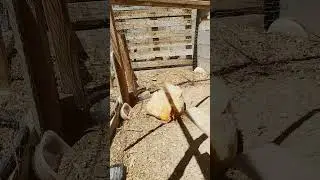 Dirt Baths #urbanhomestead #chickens #backyardchickens
