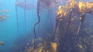 Snorkeling Victoria BC (Odgen Point)