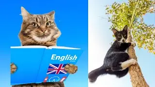 Funny Cats 2030| Incredible Acrobatic Cat Movements: Graceful, Agile, and Awe-Inspiring!
