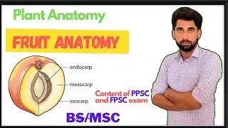 Fruit anatomy /and How is fruit formed? Urdu/Hindi by Mushtaq saqib