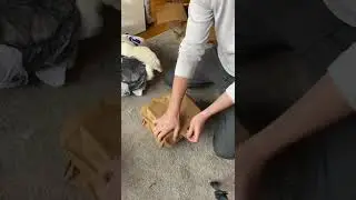 Unboxing frozen rodents from Perfect Prey