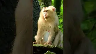Ashley mom gets painful before give a birth. #live #baby #monkey #monkeyaround #fertility #life