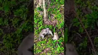 playing with brother and sister 🐒🐒🐒 #wildlife #animalmonkey #monkey