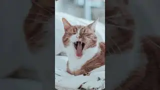 How many sets of teeth do cats have? #short
