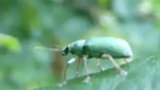 Green  leaf weevils - Polydrusus - Gr&aelig;n Ranabjalla - Bj&ouml;llur - Skord&yacute;r