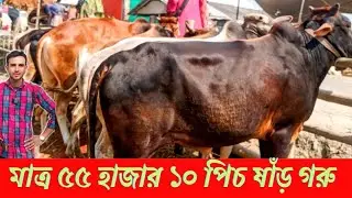 মাত্র ৫৫ হাজার টাকা ১০ পিস ষাঁড় গরু  জেঠুয়া পশুর হাট   