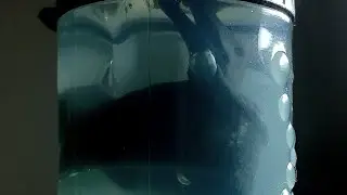 Teaser Oficial Jurassic Park Clarissa- Todos estam soltos