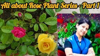 When You Feel Lost, Look at a Rose 🌹 | Motivational Gardening Series Part 1