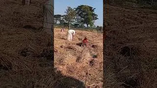 I love agricultural work very much.