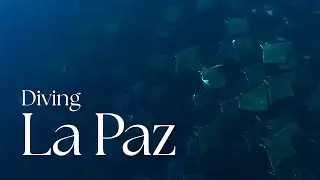 Diving La Paz | 2025 (4K)