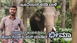ಇದು ಭೀಮಾ ಪವರ್! ಹೊಸ ಗೇಟ್ ಓಪನ್ 🦣ಹೊಸ ಆನೆಗಾಗಿ ಭೀಮಾ ಹುಡುಕಾಟ! ಕಾರಣ ಏನು? 🔥